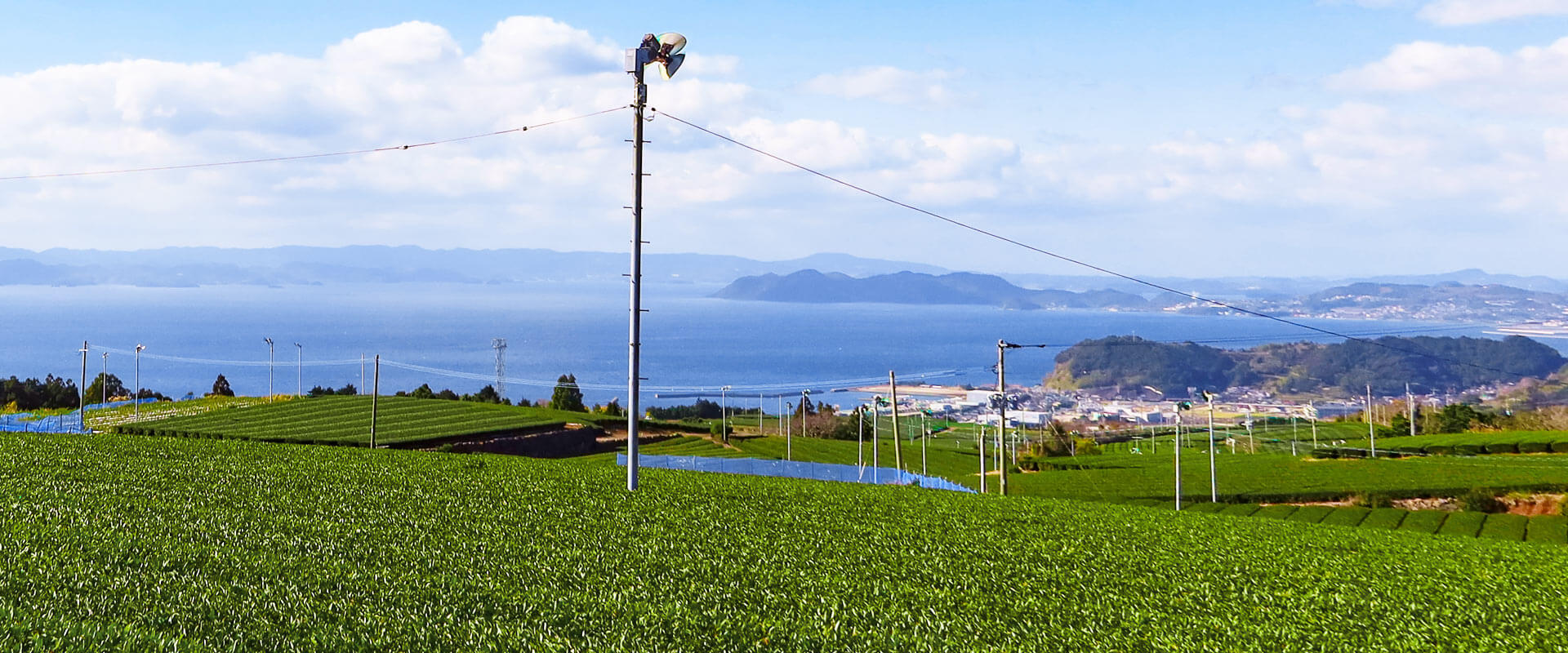 東そのぎの茶畑から望む大村湾